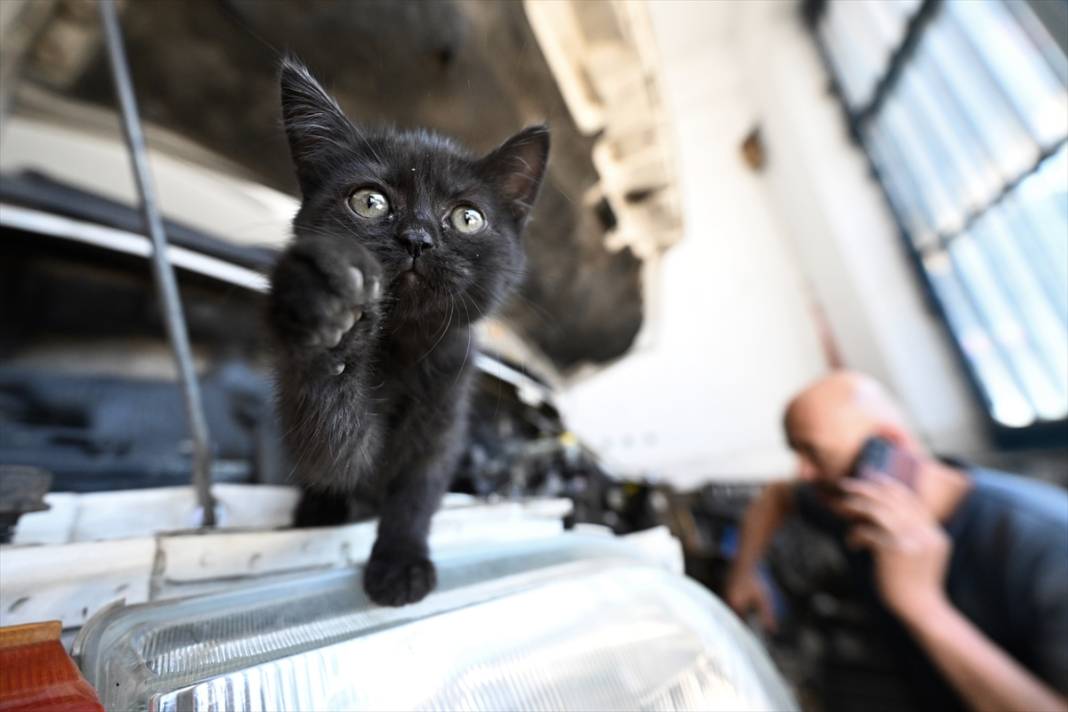 Tamirhanenin yeni Çırak'ı görenlerin yüzünü güldürüyor 7